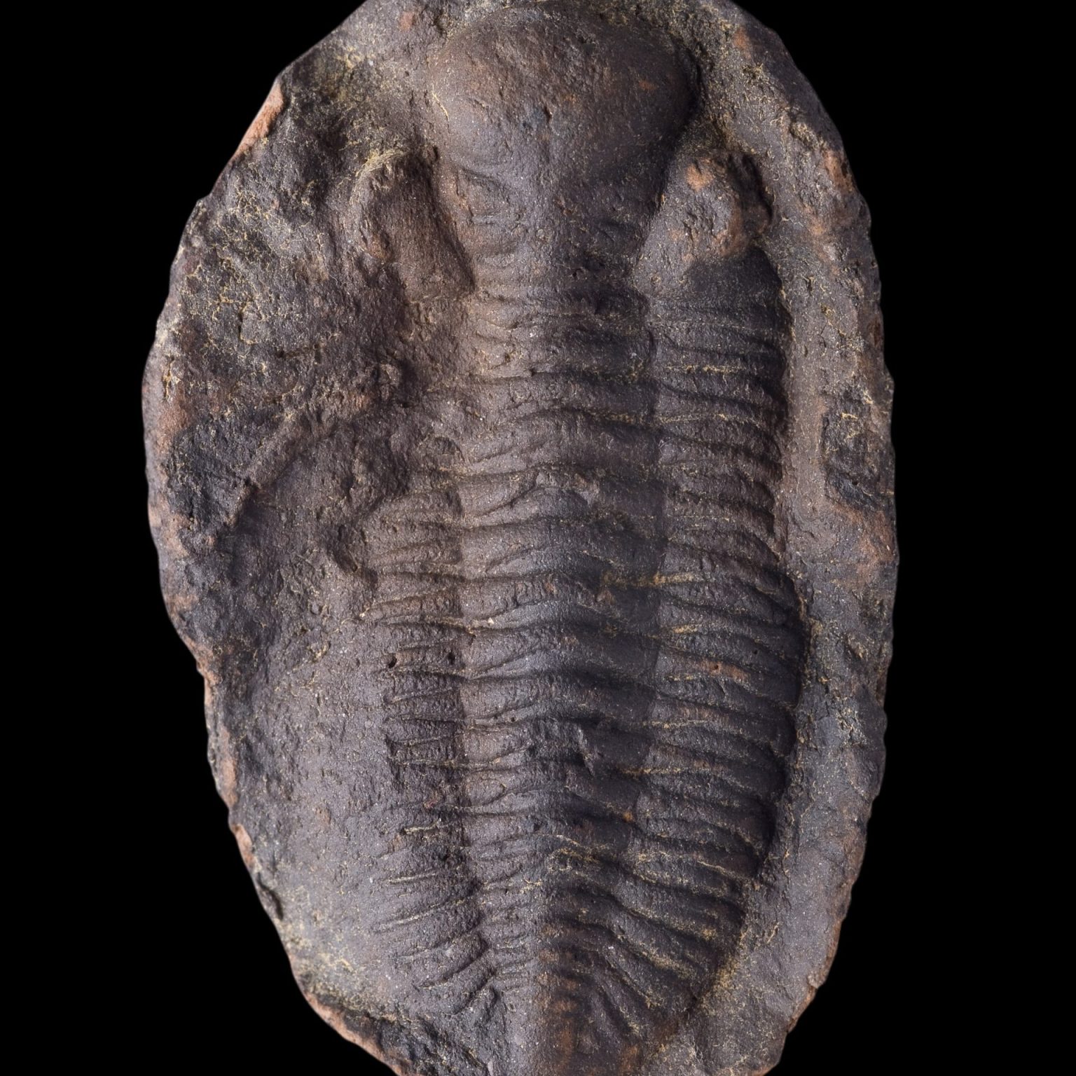 Michigan Rocks Fossils Shell Fish Great Lakes Fossils - What are they? | Adventures in Northern Michigan