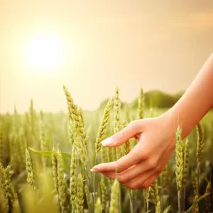 sun on field of grass with hand
