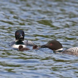 Fe and ABJ were the world's oldest and most successful loon couple