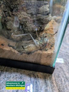 Dragon Head Katydid - The GT Butterfly House & Bug Zoo in Williamsburg lets you walk among butterflies, see glowing scorpions, and explore fascinating insects.