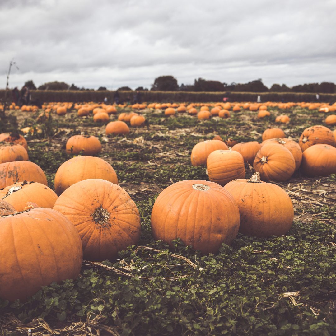 From pumpkin patches to corn mazes, donuts to hayrides—here’s your ultimate guide to fall fun in Northern Michigan.