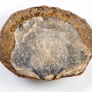 Discover Devonian fossils at Besser Museum’s two fossil parks in Alpena—hands-on digging, family fun, and ancient ocean life await.