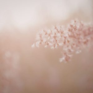 Discover May festivals and events across Northern Michigan, from mushroom hunts and bike rides to food, culture, and spring celebrations.