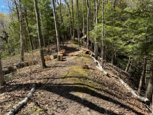 trail between sinkholes Alpena Michigan forest ridge