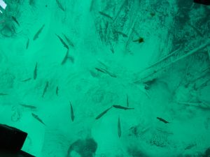 By hspauldi - Flickr: DSC02013, CC BY-SA 2.0, https://commons.wikimedia.org/w/index.php?curid=21984215 Many Fish - Discover Kitch-iti-Kipi, Michigan’s largest natural spring in the Upper Peninsula, featuring crystal clear water, trout, and a unique observation raft.