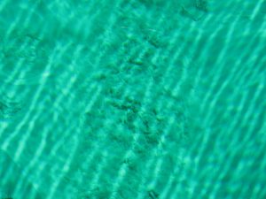 By All Things Michigan - Flickr: Sand bubbling up at Kitch-iti-kipi spring, CC BY-SA 2.0, https://commons.wikimedia.org/w/index.php?curid=21984135 Sand Bubbling - Discover Kitch-iti-Kipi, Michigan’s largest natural spring in the Upper Peninsula, featuring crystal clear water, trout, and a unique observation raft.