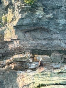 Just one of the several Bald Eagles we saw!