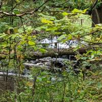 Seven Bridges Nature Area Rapid City Michigan