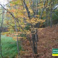 Michigan's Tunnel of Trees in the Fall