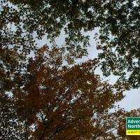 Michigan's Tunnel of Trees in the Fall