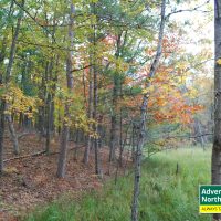 Michigan's Tunnel of Trees in the Fall