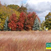 Michigan's Tunnel of Trees in the Fall