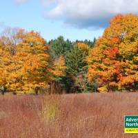 Michigan's Tunnel of Trees in the Fall