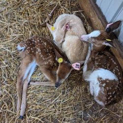 Weekend trip to Sault Ste. Marie