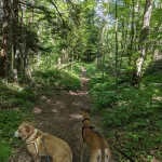 Pyramid Point Trail Leelanau County with the pups Chloe and Ava
