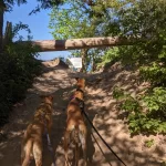 Pyramid Point Trail Leelanau County with the pups Chloe and Ava