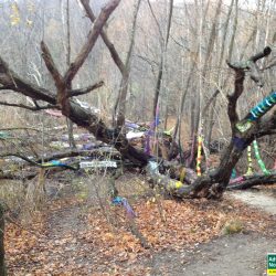 The Hippie Tree on the trails at Grand Traverse Commons
