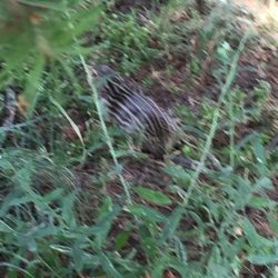 Chipmunk scurrying away on the trails at Grand Traverse Commons