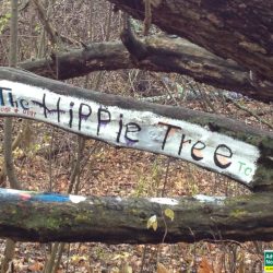 The Hippie Tree on the trails at Grand Traverse Commons