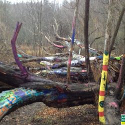 The Hippie Tree on the trails at Grand Traverse Commons