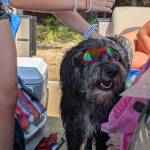 Puppers on Pontoon Boat