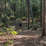 Long Island on Long Lake in Grand Traverse County