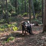 Long Island on Long Lake in Grand Traverse County