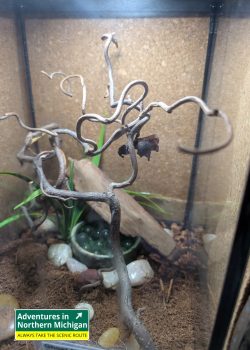 The GT Butterfly House & Bug Zoo in Williamsburg lets you walk among butterflies, see glowing scorpions, and explore fascinating insects.