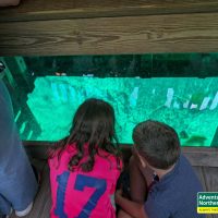 Thinking about visiting Kitch iti Kipi? Read our honest first-hand experience, helpful tips, and what surprised us during our summer visit.